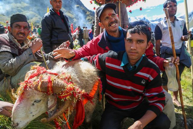 नंदादेवी राजजात यात्रा से जुड़ी है अद्भुत परंपरा… तो क्याक सच में उत्तनराखंड में मिला चार सिंह वाला खाडू?
