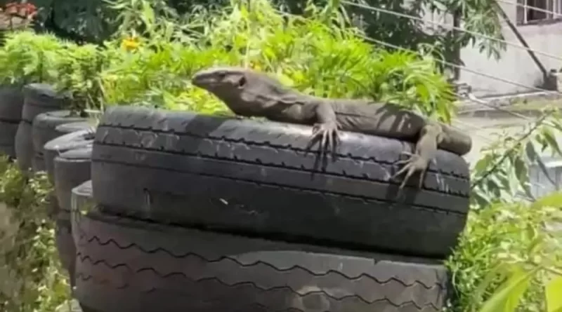 नैनीताल में पहली बार मॉनिटर लिजर्ड, पर्यावरण असंतुलन की आशंका