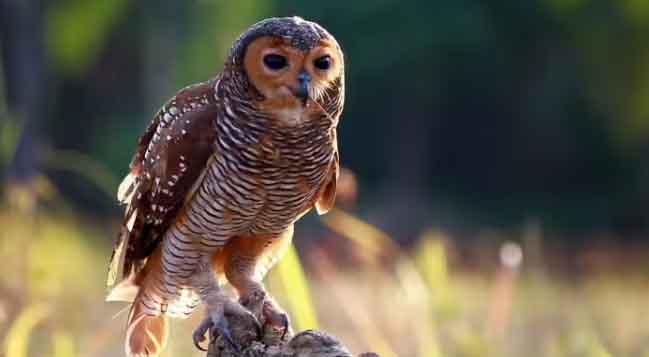 उत्तराखंड में बढ़ी उल्लू तस्करी: कॉर्बेट में हाई अलर्ट, लक्ष्मी पूजा से पहले कड़ी चौकसी