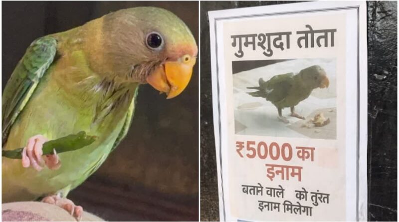 इस गुमशुदा तोते को ढूंढने वाले को ₹5000 का इनाम, हरिद्वार शहर में लगे पोस्टर