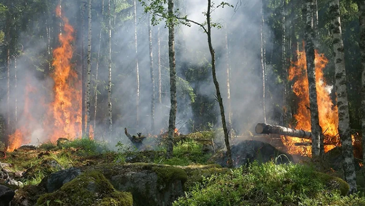 उत्तराखंड के जंगल धधके: 3 महीने में वनाग्नि की 309 घटनाएं, 257 हेक्टेयर वन क्षेत्र प्रभावित